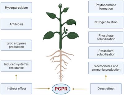 The role of plant growth promoting rhizobacteria in strengthening plant resistance to fluoride toxicity: a review